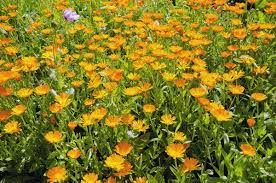 Nagietek lekarski Calendula officinalis